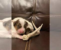 Lancaster puppies advertises puppies for sale in pa, as well as ohio, indiana, new york and other states. View Ad English Setter Puppy For Sale Near Minnesota Finlayson Usa Adn 203535