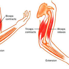 The soleus is located deep to the gastrocnemius. Pdf Skeletal Muscle