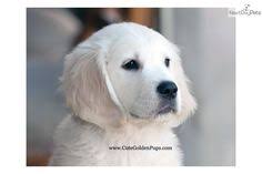 Americanlisted has classifieds in maple shade, new jersey for dogs and cats. 11 Puppies Ideas Puppies Golden Retriever Golden Retrievers For Sale