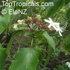 Image result for Clerodendrum melanocrater