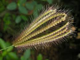 Image result for Chloris roxburghiana