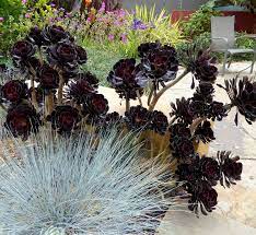 The size and gorgeous color of zwartkop make it an ideal plant for outdoor succulent gardens, provided that the climate is appropriate. Aeonium Arboreum Zwartkop Black Rose Aeonium Buy Online At Annie S Annuals Succulent Landscaping Succulent Landscape Design Aeonium Arboreum