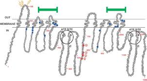 Image result for P-Glycoprotein