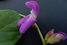 Image result for Canavalia africana