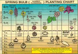 Chart Showing The Proper Planting Depth And Blooming Time Of