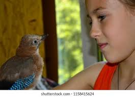 4,5 Tausend Blue Jay Flying lizenzfreie Bilder, Stockfotos und Aufnahmen