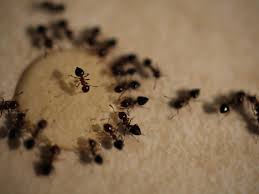 how to get rid of ants in the house and