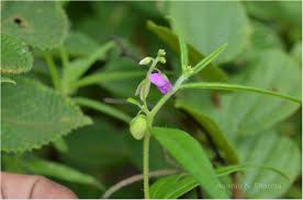 Image result for Polygala erioptera