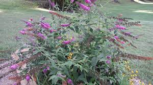 Maybe you would like to learn more about one of these? Butterfly Bush University Of Maryland Extension