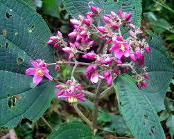 Image result for Erythroxylum platycladum