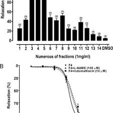 Image result for Agelanthus krausei