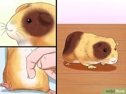 I think you should buy the ninja pig pet and it is in mooshu if you want to get there you need to beat lord night shade in wizard city i forget krokotopia it is some queen i forget but its in temple of storms and marleybone is. How To Buy A Guinea Pig 12 Steps With Pictures Wikihow