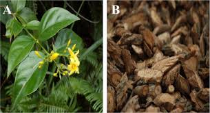 Image result for Gelsemiaceae