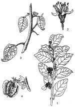 Image result for Combretum acutifolium