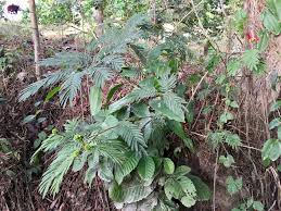 Image result for Acacia welwitschii