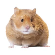 Over the time it has been ranked as high as 51 in the world, while most of its traffic comes from usa, where it reached as high as 55 position. Short Haired Hamster Small Pet Hamsters Guinea Pigs More Petsmart