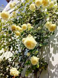 Kletterrose Elfe Kletterrose Rosen Garten