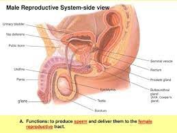 See also the diagram of the female bladder and urethra, the process of micturation and the composition of urine. Human Reproduction Biology Ppt Download