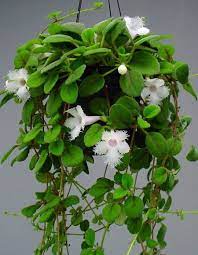Image 1 Flowering Vines Plants Hanging Plants