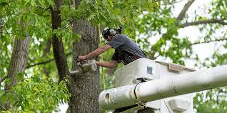 Tree Removal: Essential Guide to Safe & Efficient Practices – Green Tree Co