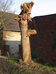 Eine fällgenehmigung ist vor allem in den folgenden fällen notwendig, in denen bäume einem besonderen schutz unterliegen. Baum Und Heckenrodung Serviceportal Kreis Heinsberg