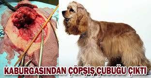 Kaburgasindan Copsis Cubugu Cikti