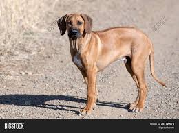 Maybe you would like to learn more about one of these? Five Month Old Male Image Photo Free Trial Bigstock