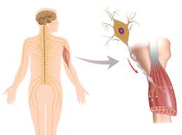 Lou gehrig's disease, also known as amyotrophic lateral sclerosis, or als, is a progressive nervous system disease. How Close Are We To Curing Als A Review Of Biotech S Efforts