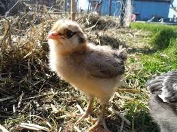 Ameraucana Chick Color Leads To What Hen Color Backyard