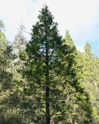 Image result for Calocedrus decurrens