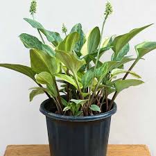 Image result for Drimiopsis barteri