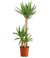 Die pflanze verdankt ihren namen den goldgelben steinfrüchten. Tropical Feeling Zimmerpalmen Von Dehner Dehner