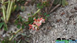 Image result for Indigofera spicata