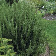 Image result for Rosmarinus officinalis