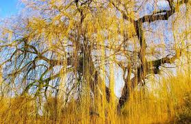 Check spelling or type a new query. My Golden Weeping Willow Finding Grounding In The Spectacular Ordinary
