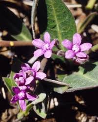 Image result for Raphionacme hirsuta