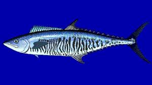 Ikan dapat hidup di air tawar, air payau, maupun air laut. Jenis Jenis Ikan Laut Yang Populer Untuk Dikonsumsi Kepogaul