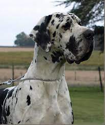 eu amo dogue alemao deutsche dogge hunde deutsche