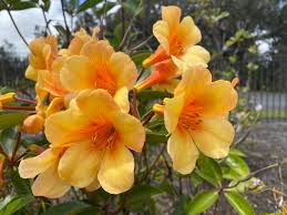 Image result for Fuirena obcordata