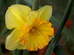 Daffodil Flower Hindi Name Best Flower Wallpaper