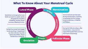 Hormonal Health About The Menstrual Cycle