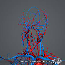 Male Female Anatomy Body 3d Max In 2020 Skeletal System Anatomy Female Anatomy Anatomy