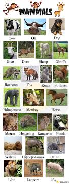Studying australia opens up many opportunities for your students to learn. List Of Mammals Useful Mammal Names With Pictures 7esl