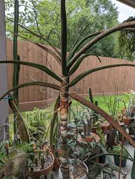 Image result for Aloidendron barberae
