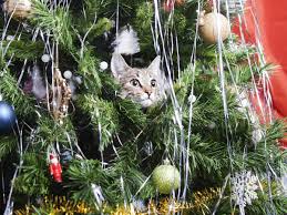 Maybe you would like to learn more about one of these? Christmas Tree Buying Guide Everything You Need To Know The Independent The Independent