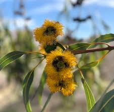 Image result for Paropsia braunii