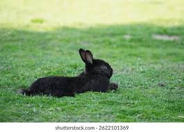 Image result for tbn:nuNU7FPK4A54yM::rvforsaleguide.com/images/bunny-resting-picture.jpg