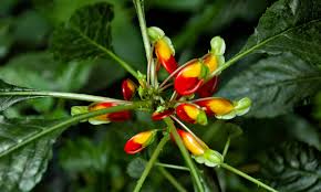 Image result for Impatiens bequaertii