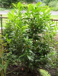 Prunus laurocerasus 'schipkaensis', is eveneens goed winterhard, wordt 2 m hoog en heeft een brede groeiwijze. Prunus Laurocerasus West Coast Schipkaensis Kiefer Nursery Trees Shrubs Perennials