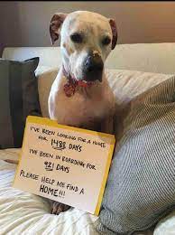 Reddit Please Do Your Thing Shelter Dogs Animals Dog Adoption